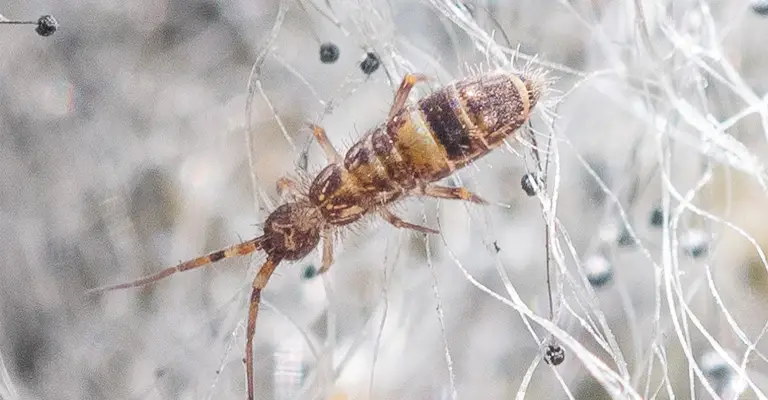 What are Springtails